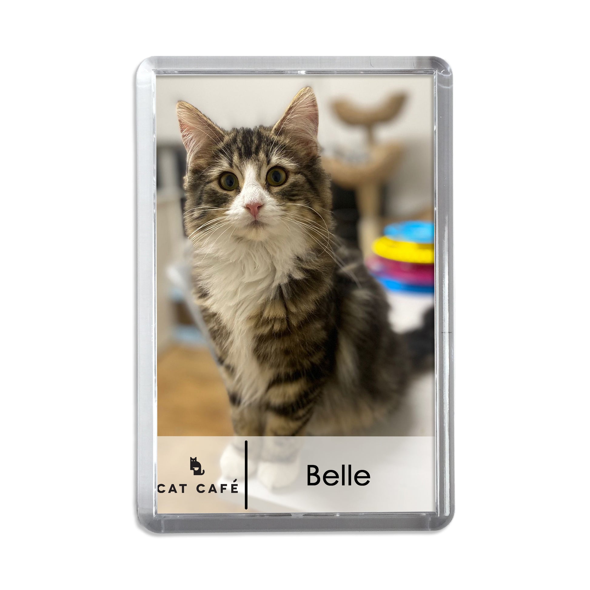 Cat Cafe Liverpool Magnet - Belle