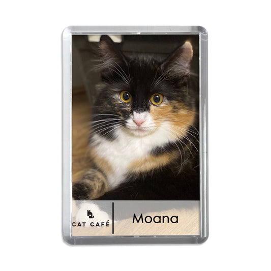 Cat Cafe Liverpool Magnet - Moana