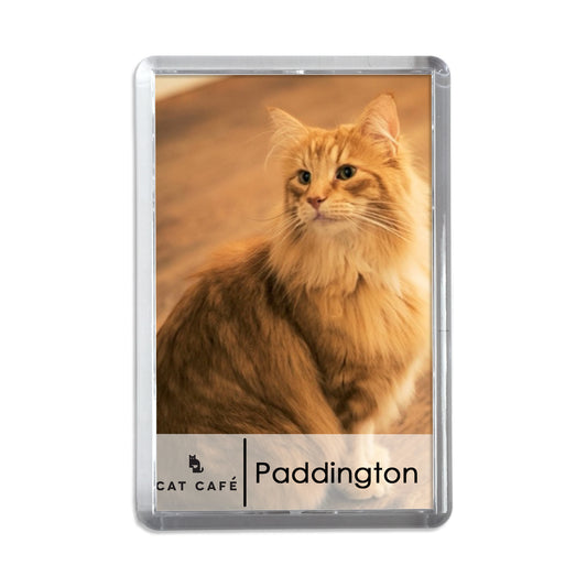 Cat Cafe Liverpool Magnet - Paddington