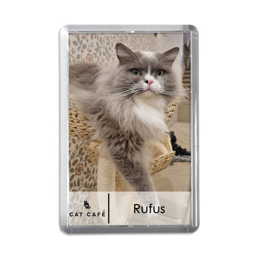 Cat Cafe Liverpool Magnet - Rufus