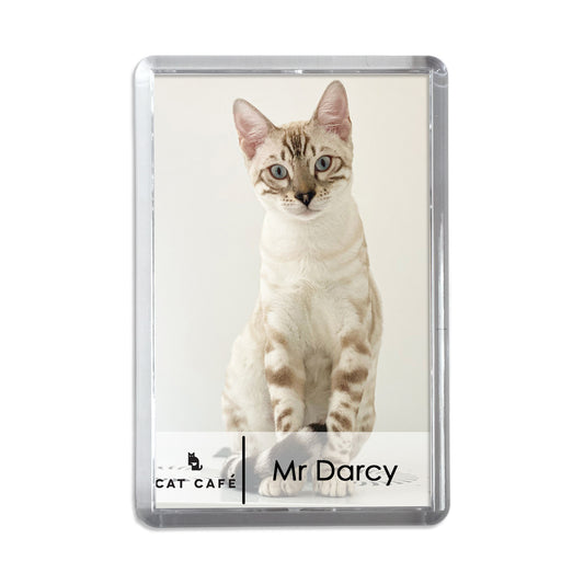 Cat Cafe Liverpool Magnet - Mr Darcy