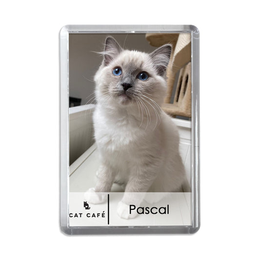 Cat Cafe Liverpool Magnet - Pascal