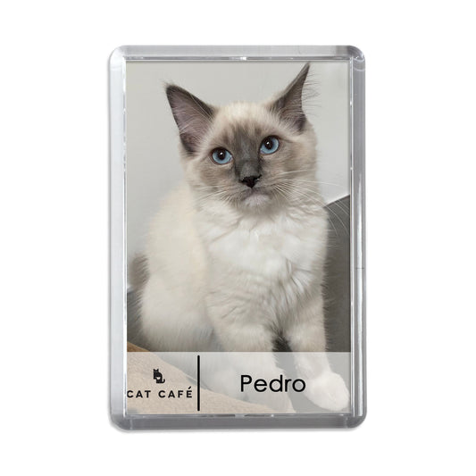 Cat Cafe Liverpool Magnet - Pedro